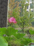 三等奖：今夕荷夕-泽华公司-吴婕